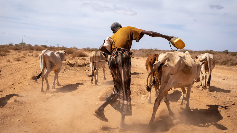 somalia drought cows