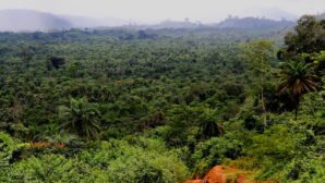 forest liberia carbon credits uae. Italian fugitive is advising Emirati start-up Blue Carbon