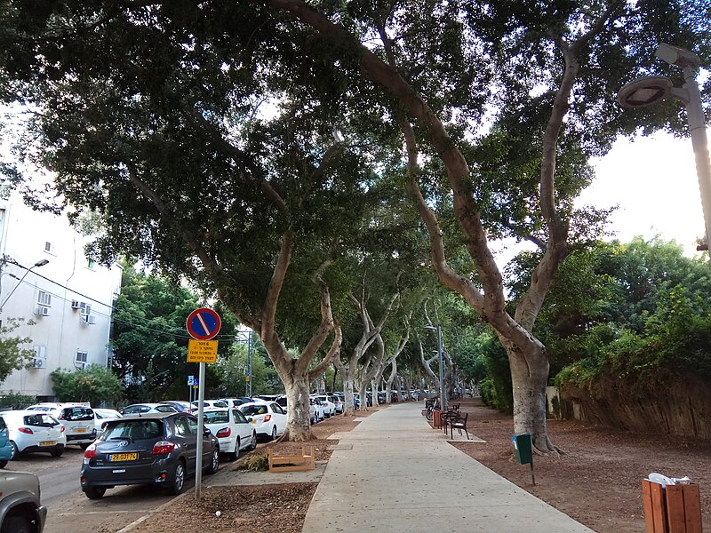 File:PikiWiki Israel 51227 ficus trees on dafna street in tel aviv.jpg