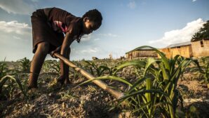 Maize Zambia